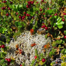 More red berries